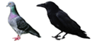 PN50
