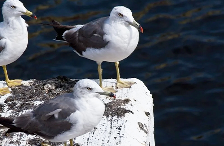 海鳥被害レベル2