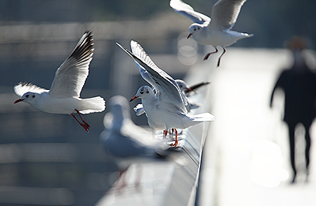 海鳥被害レベル3