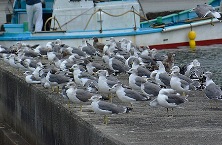 海鳥被害レベル4