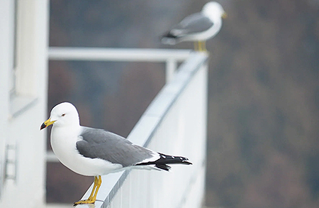 一般的な鳩やカラスだけでなく、カモメやウミネコなどの海鳥にも使用可能！